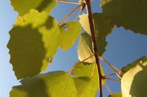 Листок осины