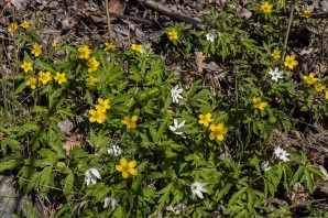 Ветреница лютичная