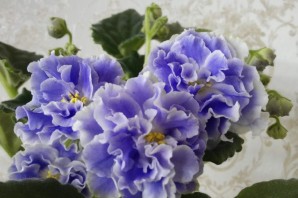 Аквамарин фиалка