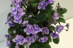 Фиалка трейлер