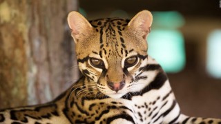 Адам оцелот