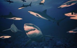 Акула черного моря