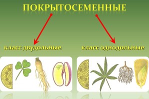Покрытосеменные примеры