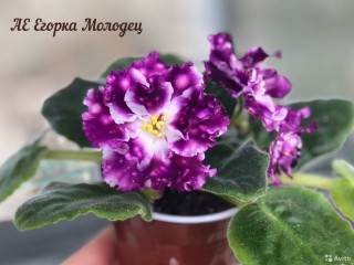 Егорка молодец фиалка