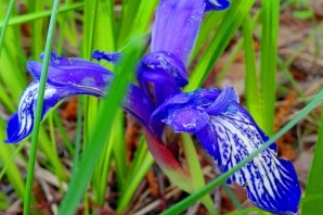 Кукушкины слезки