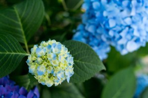 Болезни гортензии