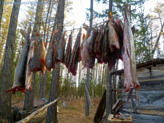 Промысел в тайге