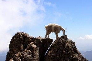 Горный козел на скале