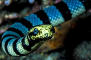 Водяные змеи