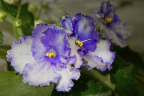 Фиалка берендеево царство