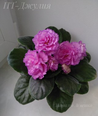 Рапсодия клементина фиалка