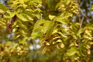 Граб восточный