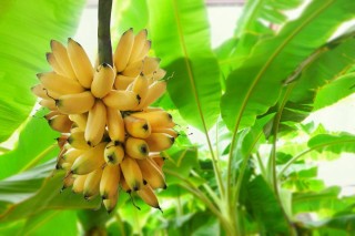 Бананы растут на пальмах