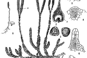 Спороносный колосок