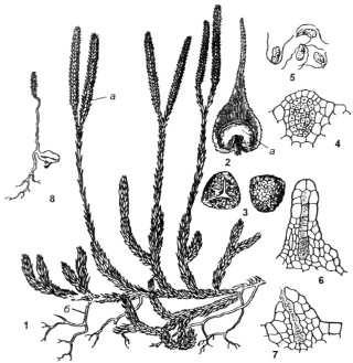 Спороносный колосок