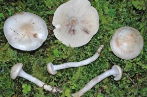 Гигрофор персона