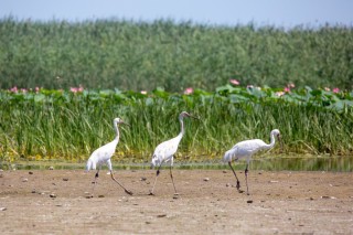 Астраханский биосферный заповедник