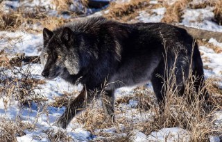 Макензийский равнинный волк