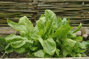 Травы щавель и другие