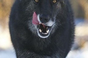 Канадский волк