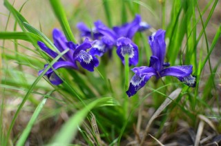 Кукушкины слезы