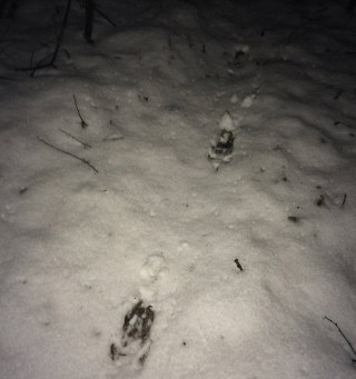 След кабана