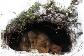 Медвежья берлога