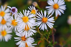 Левкантемелла