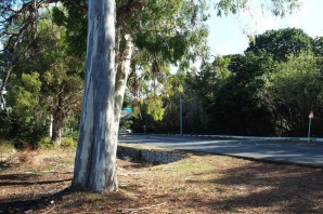 Эвкалипт в абхазии