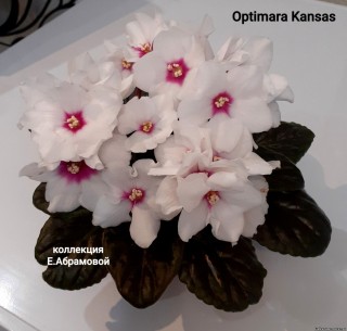 Дмитрий фиалка