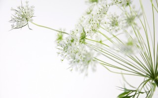 Растения на белом фоне