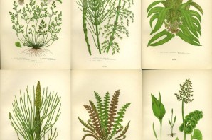 Корневище папоротника