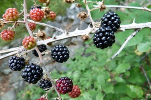 Яжевика ягода