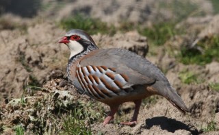 Горная курица
