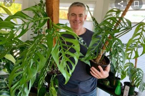 Монстера фридрихшталя