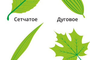 Липа жилкование
