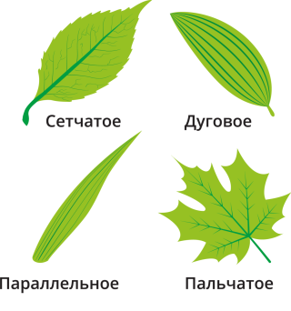 Липа жилкование