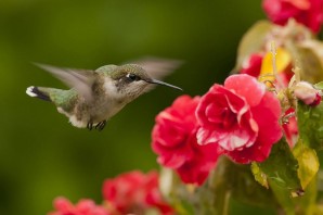Опыляемые птицами яркие цветки