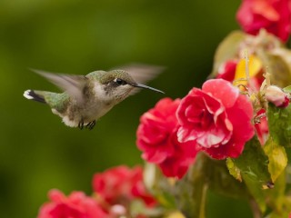 Опыляемые птицами яркие цветки