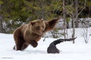 Кругом тайга а бурые медведи