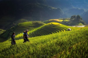 Рисовые поля