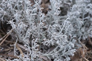 Кладония оленья