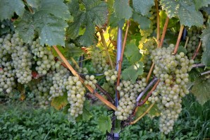 Изобильная виноградная лоза