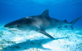 Живородящая акула