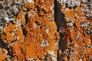 Накипные лишайники