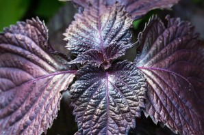 Перилла кустарниковая