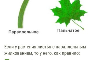 Сетчатое жилкование