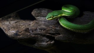 Куфия змея