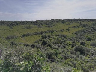 Филинская бухта