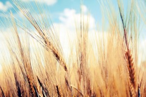 Пшеница на фоне неба
